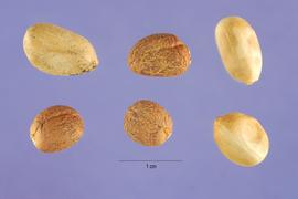   Seeds:   Castilla elastica ; Photo by S. Hurst, USDA-NRCS Plants Database
